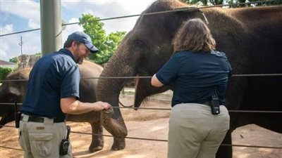 مماثل لتأثير الإيبولا على البشر.. أول فيل آسيوي يتلقى لقاح فيروس هربس القاتل للحيوانات