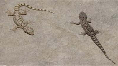 بُرص يرعب الطالبات داخل لجنة امتحانات ثانوية عامة بالعباسية.. وطالبة: سبنا الورق وجرينا