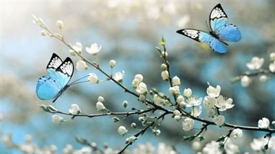 خلفيات كمبيوتر 4k لسطح المكتب.. صور نقية بلقطات حية عالية الجودة