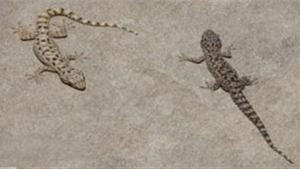 البرص داخل لجان الثانوية