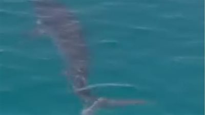 ظهور قرش على ساحل العين السخنة بالسويس| صور