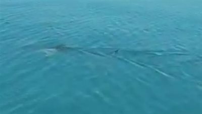 ظهور قرش على سواحل العين السخنة طوله متران يثير الخوف بين المصطافين | بث مباشر 