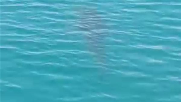 ظهور قرش في العين