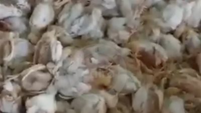 نفوق 20% من الفراخ.. درجات الحرارة والفيروسات كارثة تهدد مربي الدواجن في مصر | فيديو 