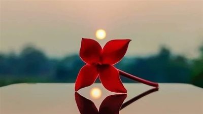 خلفيات واتس آب طبيعية 2025.. صور صيفية مبهجة للبنات والشباب 