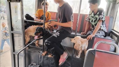 محافظة القاهرة تنفي وجود مخالفات بأتوبيسات هيئة النقل بعد انتشار صورة كلاب داخلها: لا يوجد أي دليل | صور 