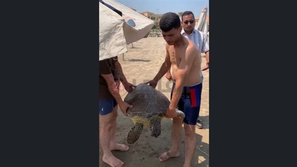 إنقاذ السلحفاة نادين