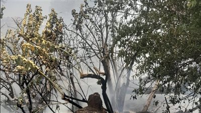 السيطرة على حريق اندلع في جزيرة نيلية خلف فندق موفنبيك بأسوان 