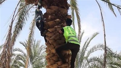 الوادي الجديد تكشف حقيقة حبس المزارعين الممتنعين عن مكافحة سوسة النخيل