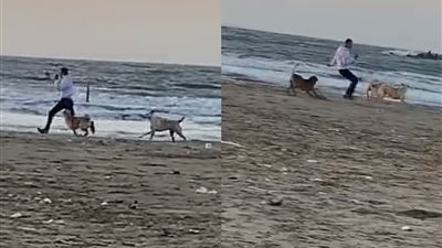 فيديو ترهيب المارة على الشواطئ بالكلاب يثير غضب على السوشيال ميديا
