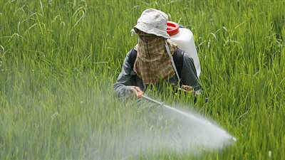 دراسة: مكوّن شائع في مبيدات الأعشاب الأمريكية يهدد صحة الأمعاء والأعضاء الحيوية