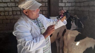 تحصين 104 آلاف رأس ماشية بالمنيا ضد الحمى القلاعية والوادى المتصدع