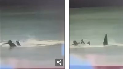 لهجوم سمكة قرش.. تسريب فيديو من الشرطة الأسترالية يثير الجدل