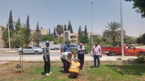 التشجير بالشروق 