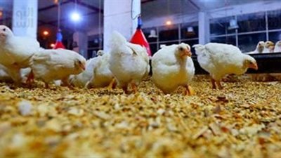 بعد ارتفاعها 15 جنيهًا في أسبوع.. اتحاد الدواجن يكشف أسباب تصاعد سعر كيلو الفراخ