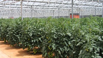 وزير الزراعة: إعلان الأسعار العادلة للمحاصيل الاستراتيجية خلال أيام