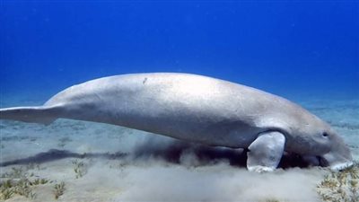 ظهور جديد لـ عروس البحر بمرسى علم والمعروفة بـ الدوجونج