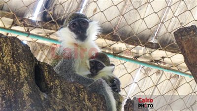 بعد ولادة صعبة.. القرد «فودي» مولود جديد في حديقة حيوان الجيزة