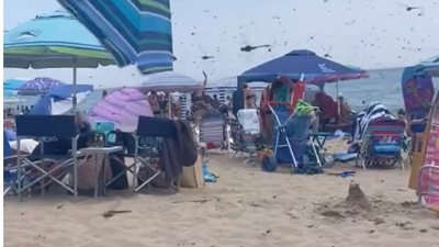 لا نهاية لها.. أسراب من الحشرات تهاجم أحد شواطئ الولايات المتحدة│صور