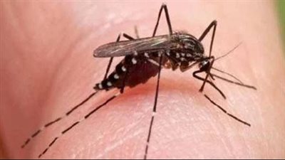 عدوى فيروسية.. البرازيل تعلن وفاة شخصين بحمى أوروبوتشي