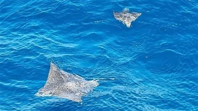 معروفة ب شيطان البحر.. ظهور سمكة مانتا راى خلال إحدى الرحلات البحرية بالغردقة