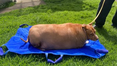 بسبب قتل كلبها بالخطأ.. سجن امرأة لمدة شهرين ومطالبتها بتعويض مادي 