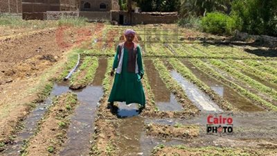 وسط فرحة المزارعين بالأقصر.. بدء موسم زراعة الكرنب البلدي| صور