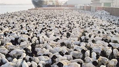 جمعية مستوردي الماشية: زيادة الطلب على لحوم الضاني والماعز يرجع لارتفاع عدد الوافدين والسياح