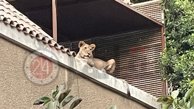 أسد و10 كلاب.. تفاصيل ضبط حيوانات مفترسة بحوزة رجل أعمال في المعادي