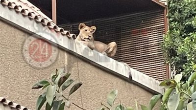 أسد و25 قطا.. ضبط حيوانات مفترسة داخل فيلا رجل أعمال بالمعادي| بث مباشر