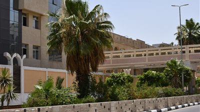 محافظ الفيوم: توزيع وغرس 221500 شجرة بمراكز وقرى المحافظة