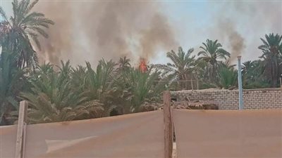 السيطرة على حريق في مزارع النخيل والزيتون بسيوة| صور 