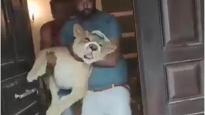 شاهد لحظة ضبط أسد من أعلى سور فيلا رجل أعمال في المعادي| فيديو