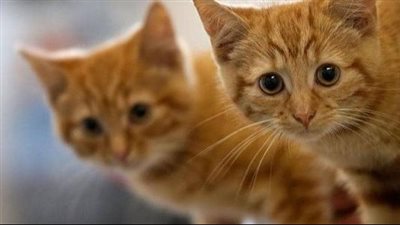 ما حكم منع الطعام عن القطط المؤذية؟.. أمين الفتوى يجيب