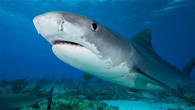صاحب ذكريات سيئة.. ظهور القرش النمر من جديد بالبحر الأحمر.. والمحميات ترد