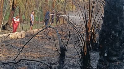على مساحة فدانين.. إخماد حريق بقرية القلمون في الوادي الجديد| صور