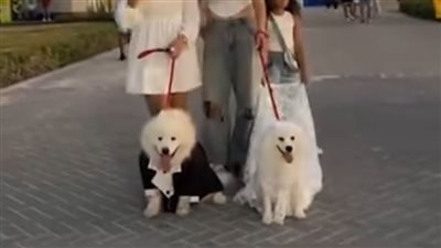 بدلة وفستان| حقيقة أول حفل زواج لـ كلبين في مدينة العلمين الجديدة