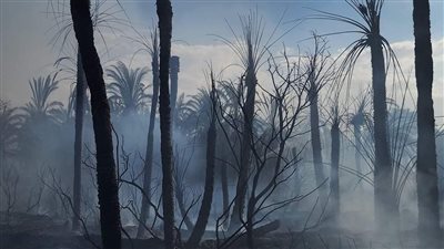 تفحم أكثر من 100 نخلة في حريق نشب بمزارع القلمون بالوادي الجديد| صور