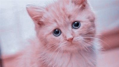 إصابة قطط بفيروس إنفلونزا الطيور في أمريكا