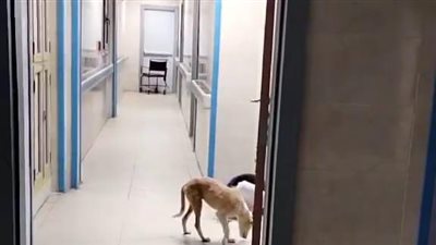 بعد نشر القاهرة 24.. قرارات عاجلة من صحة قنا بشأن واقعة تجول كلب داخل مستشفى الصدر