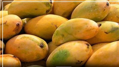 حصوات الكلى وزيادة الوزن.. أبرز أضرار الإفراط في تناول المانجو