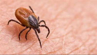 خبراء يحذرون من تفشي حشرات القراد المسببة للعمى والشلل في بريطانيا
