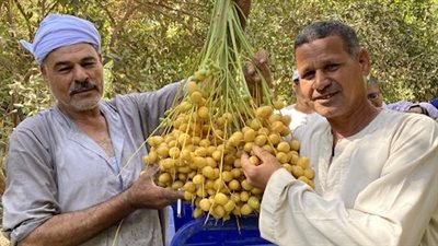 البلح البارحي يزين مزارع الأقصر.. ووكيل مزرعة الملك فاروق: ارتفاع الحرارة أدى لسرعة نضجه