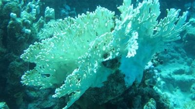 بسبب ارتفاع درجات الحرارة.. تعرض الشعاب المرجانية بالبحر الأحمر لـ الأبيضاض| صور