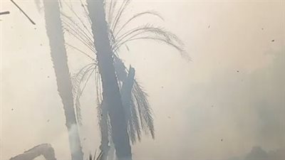 تجاوز ساعتين.. اندلاع حريق هائل في 50 نخلة بالأقصر والحماية المدنية تسيطر| صور 