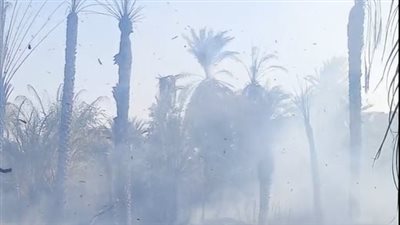 السيطرة على حريق هائل التهم 50 نخلة بالأقصر| بث مباشر