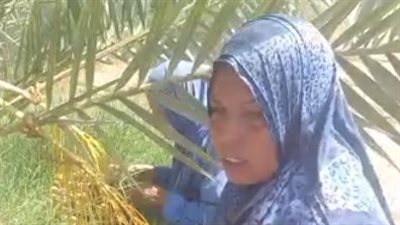 سيدة تعمل في جني البلح بقنا: جوزي سابني وبشقى عشان أصرف على عيالي | بث مباشر