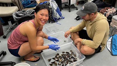 دراسة: حلزون بحري قاتل يساعد في تطوير علاجات جديدة لمرض السكري