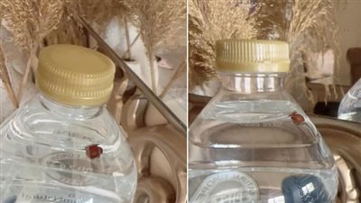 حشرة غريبة.. سيدة تشكو بسبب زجاجة مياه معدنية من علامة تجارية شهيرة 