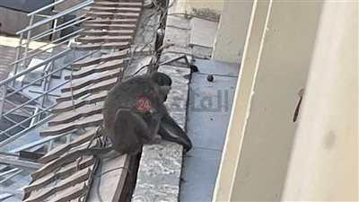 البركة في الموز.. السيطرة على نسناس هارب بالغردقة بعد محاولات استمرت 20 يومًا| صور